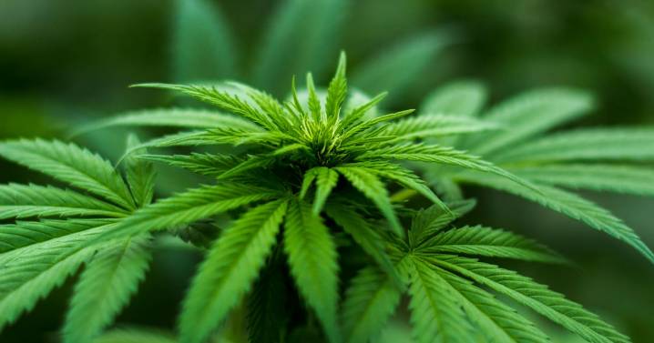 Cannabis research greenlit in Brazil