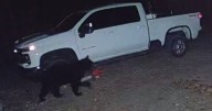 Chainsaw-wielding bears declare 'revenge war' against tree