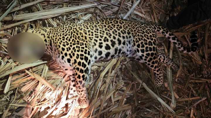 Maharashtra: Maneater leopard shot dead after 3 deaths in Pimparkhed