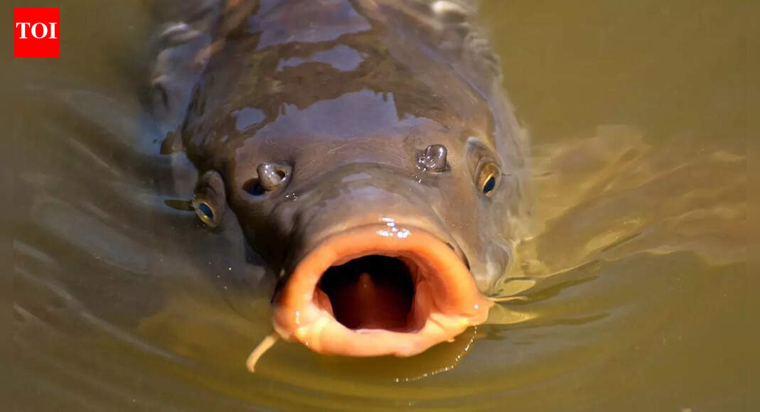 Maine’s largest common carp ever caught and what it reveals about this adaptable fish
