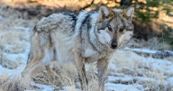 Mexican gray wolf 'Taylor' north of I-40 for third time this year