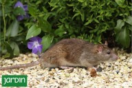 Antiplagas. Estas plantas funcionan como un repelente natural para alejar reptiles y roedores del jardín