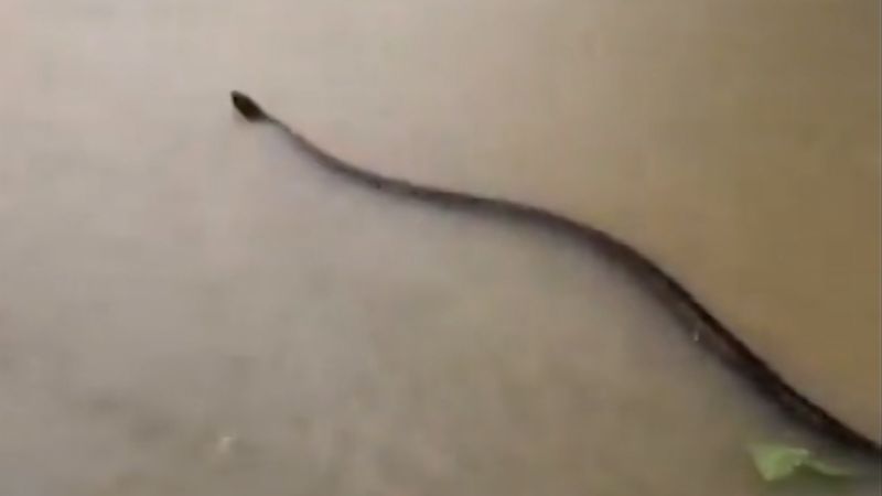 Serpiente de gran tamaño es avistada en inundación en Tailandia