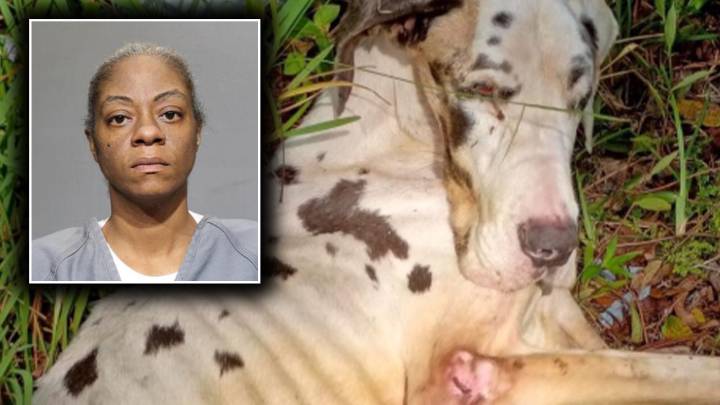 Florida woman arrested for abandoning 'severely neglected' Great Dane on Jacksonville road