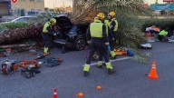 Muere un joven de 22 años al caerle una palmera sobre el coche que conducía en Torrevieja