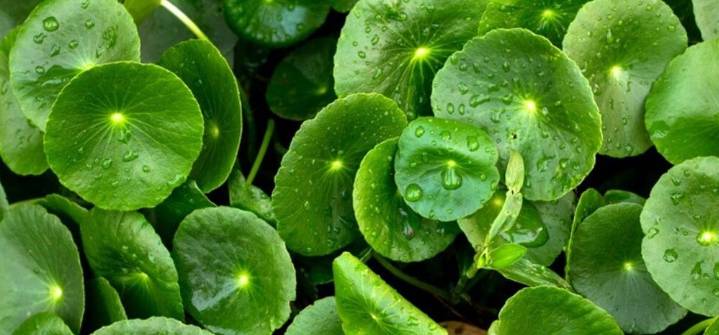 Lochita: Planta que se utiliza para fines medicinales