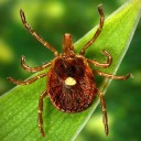 Scientists document a death from a meat allergy tied to certain ticks