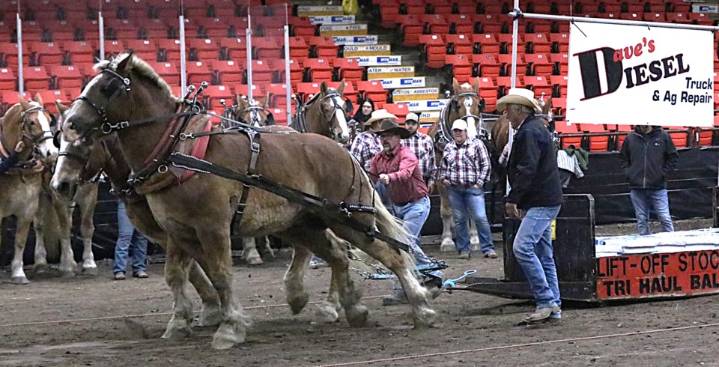Horse Pulls popular event at Yorkton’s Grain Millers Harvest Showdown