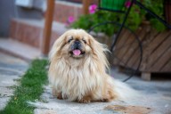 10 Best Raw Dog Food Brands for Pekingeses