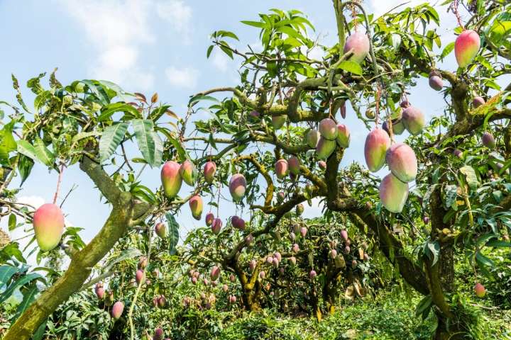 Want to grow a mango tree? Here’s what you should consider