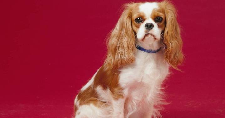 Vet shares dog breed he'd never have despite being 'great with kids'