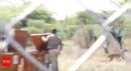 Watch: Botswana hands over 8 cheetahs to President Droupadi Murmu; India's count up to 35