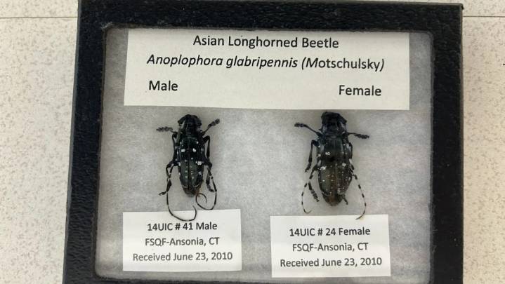 Scientists are trying to keep this invasive beetle away from Vermont