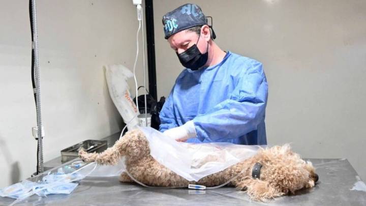 Cronograma de castración y vacunación en San Salvador de Jujuy: en qué barrios