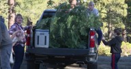Christmas Tree cutting permits open across Nevada and California Forests
