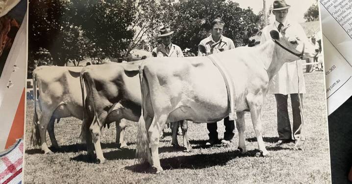 How to lead a cow in the judging ring: This farmer has a story.