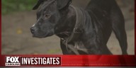 South Carolina dogfighting cases rise, investigators sound alarm