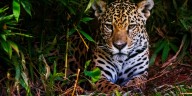 Perú refuerza la protección del jaguar tras aprobación del Plan de Acción Regional en la CoP20 de CITES