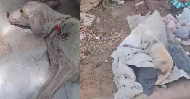 Crueldad animal en Embarcación: Abandonaron una cachorra envuelta en plástico