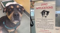 Florida Staff Heartbroken After Learning The Reason This Dog Didn’t Get A Single Adoption Application