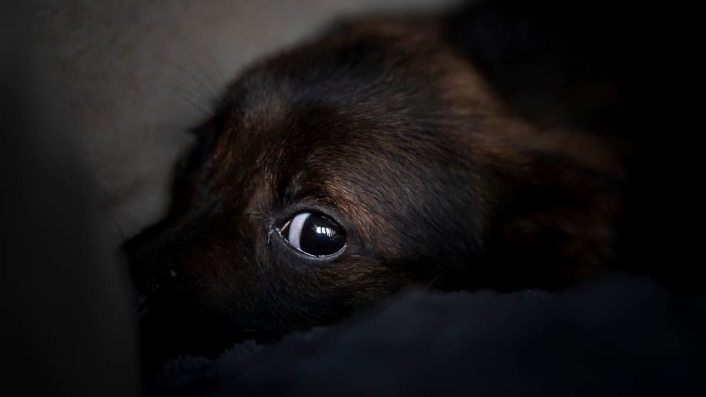 Fue detectado por cámaras de seguridad: detienen a hombre por atacar sexualmente a perro callejero en Coronel