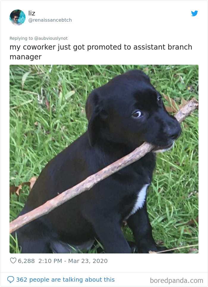 23 Funny “Co-Worker” Updates From People Working From Home