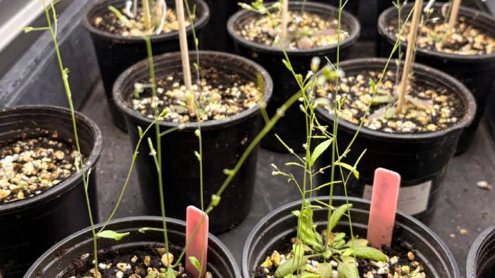 La inteligencia artificial revela los genes que ayudan a las plantas a resistir el cambio climático