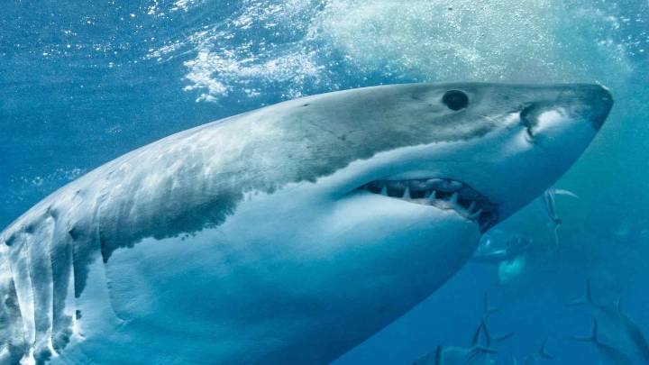 Una mujer murió y un hombre resultó gravemente herido tras el ataque de un tiburón en una playa de Australia