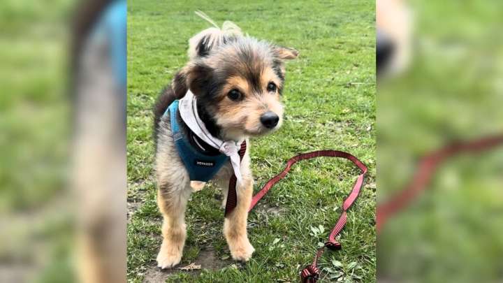 New York Rescue Dog’s Youthful Look Hides An Unexpected Truth