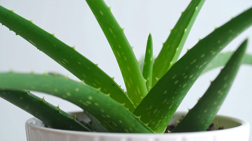 Dónde colocarla una planta de aloe vera para proteger la energía personal, según la espiritualidad
