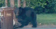 Broken trash cans near University of Colorado Boulder campus seem to attract bears