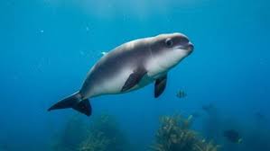 México presenta ante CITES avances y resultados para la conservación de la vaquita marina