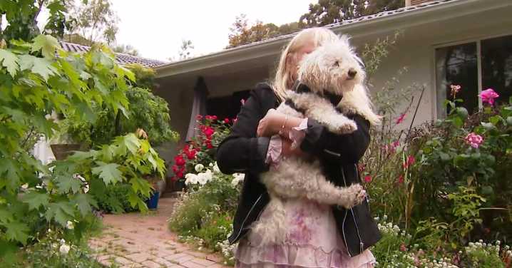 Brave poodle fighting for life after protecting owner from brutal dog attack