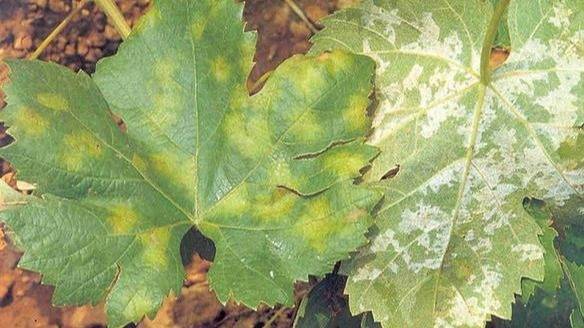 Viñedos en riesgo: San Juan emite alerta por Peronospora