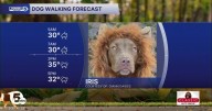 Thanksgiving Dog Walking Forecast: Brisk, bundled walks for all