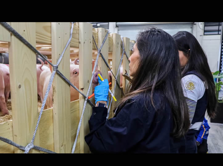 Suspenden entrada a México de cerdos importados de España por peste porcina africana