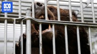 Japan wants to hire more bear hunters after record number of people attacked