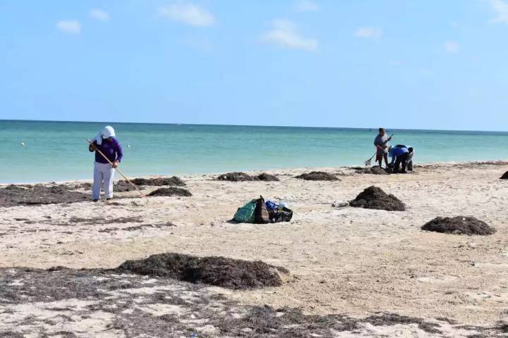 Frente Frío causa recale de sargazo en la costa de Progreso