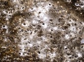 World’s largest-known spider’s web reveals different species “having a party” instead of preying on each other