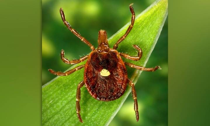 New Jersey man believed to be first person to die from meat allergy caused by tick bite