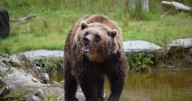 Profesores intervinieron con aerosol anti-osos y “bear bangers” en ataque de oso grizzly en Canadá que dejó a dos personas en estado crítico