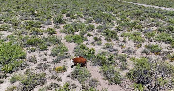 Clave para el campo: proyecciones meteorológicas para el este de Río Negro en las próximas semanas