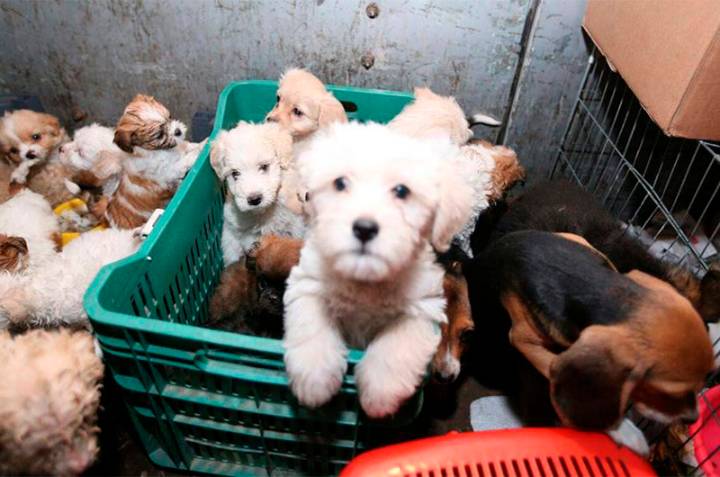 Posadas prohíbe la comercialización de mascotas: fin de los criaderos y la venta de perros y gatos