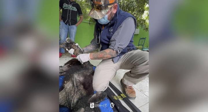 Muere oso rescatado con desnutrición en Bustamante