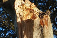 Campaigner warns ‘serious injury or fatality’ inevitable as Dark Hedges faces further decay