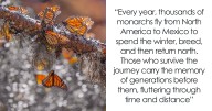 Among A Sea Of Monarch Butterflies In Mexico — The Most Magical Thing I’ve Ever Seen (35 Pics)