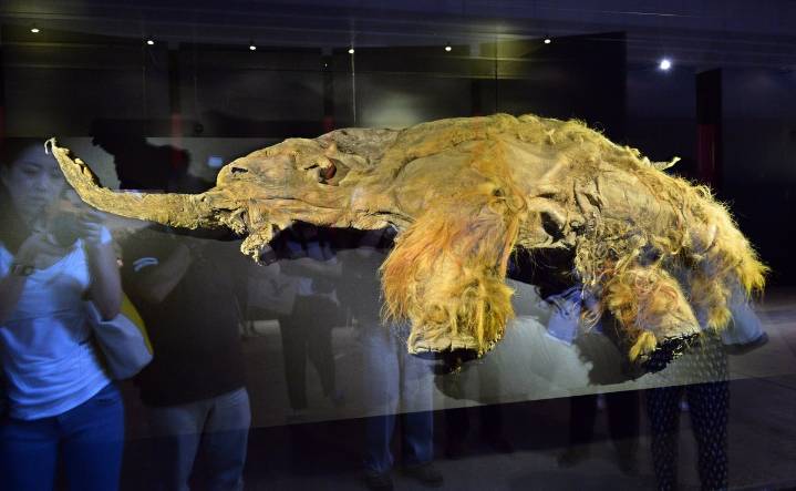 Woolly Mammoth Unlocks Reveals the World’s Oldest RNA