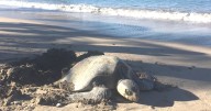 Tortugas pierden espacio para anidar en Bahía de Kino por construcciones, mal tiempo y vehículos
