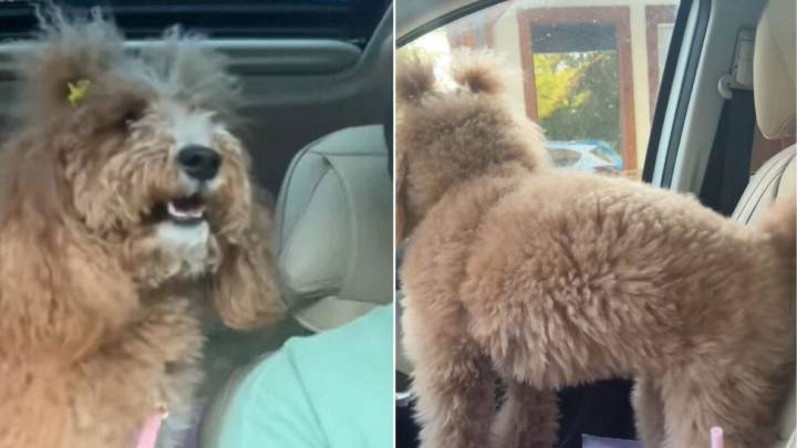 Utah Dog Realizes She’s Heading To Grandma’s House And Her Excitement Is Adorable