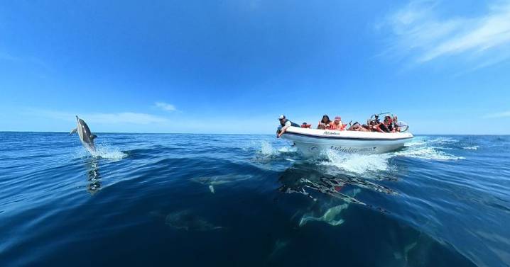 Delfines que “conversan” en el azul del Golfo San Matías: una experiencia única en la Patagonia